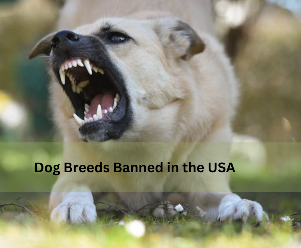 Dog Breeds Banned in the USA