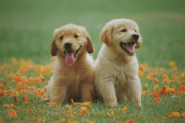 How to Train Golden Retriever: A Step-by-Step Guide How to Train Golden Retriever